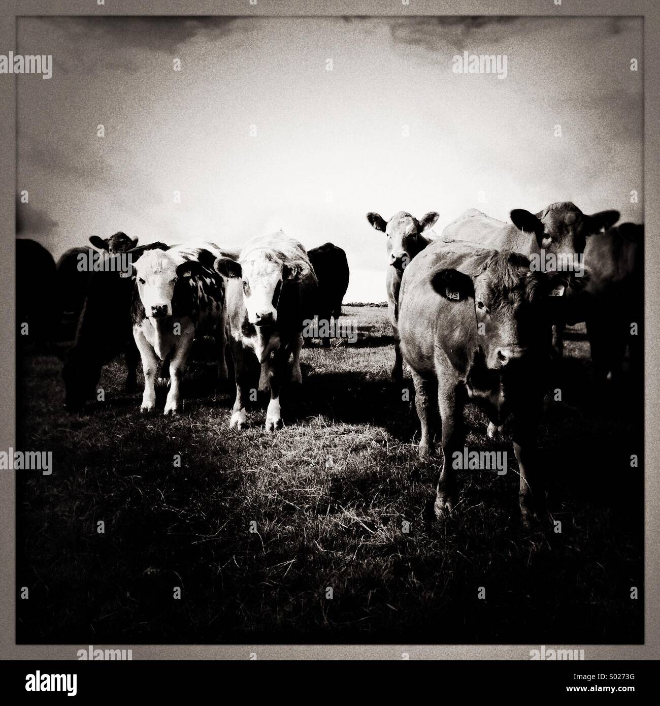 Cows in field (black & white) Stock Photo