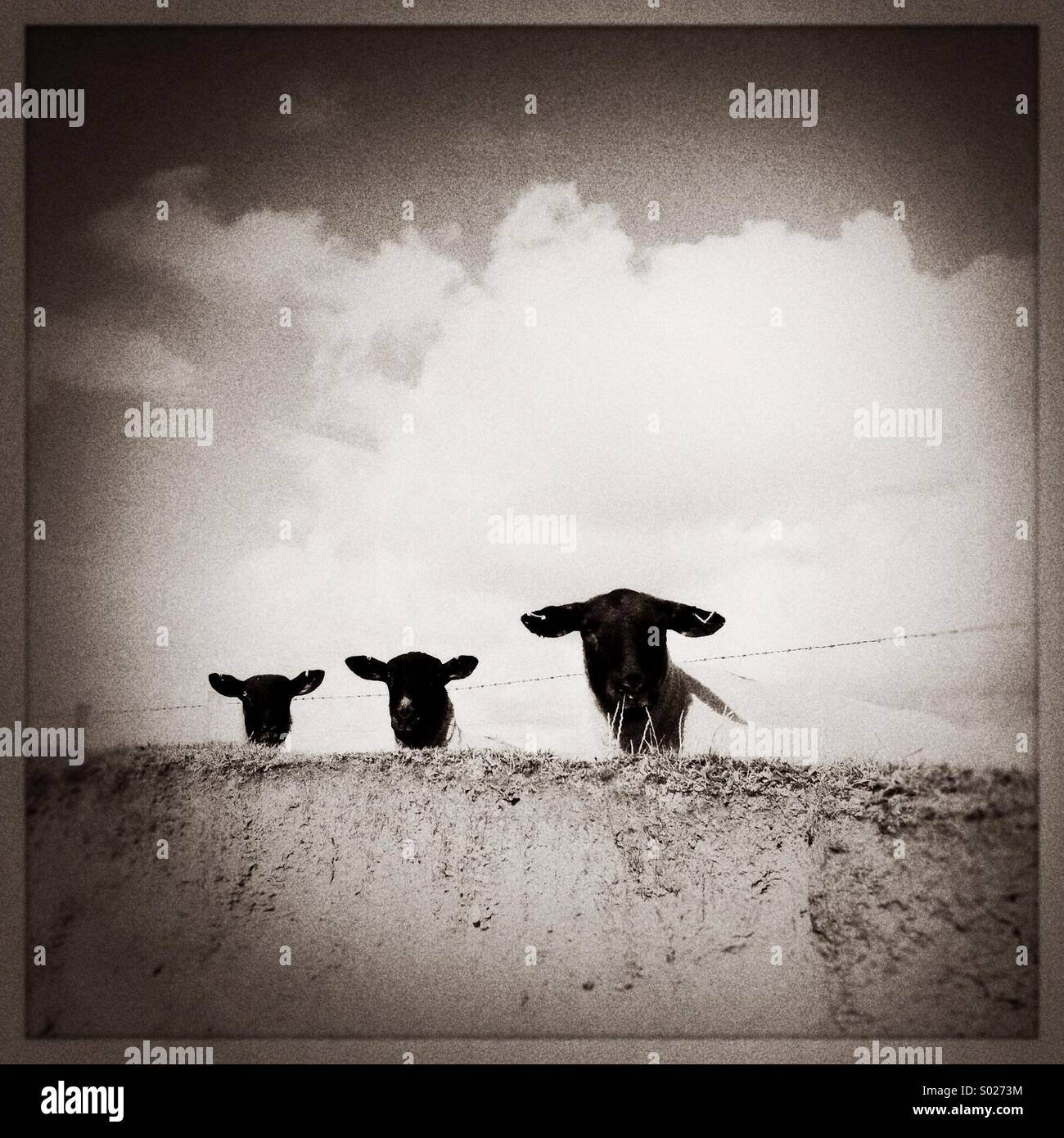 Sheep on cliff top (black & white) Stock Photo