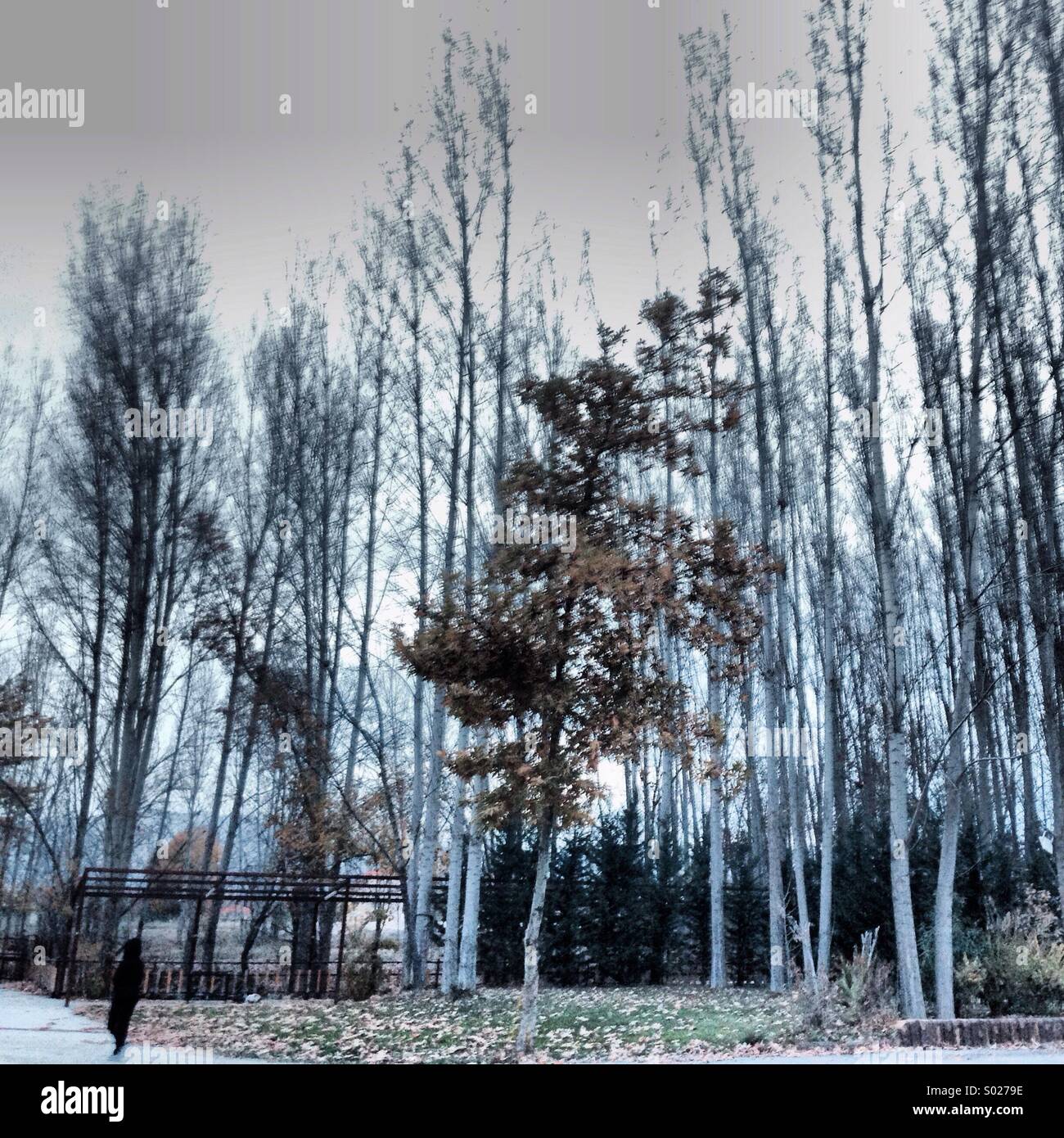 Lonely in the forest - long trees - Lebanon Middle East - Smartphone Captured Stock Image