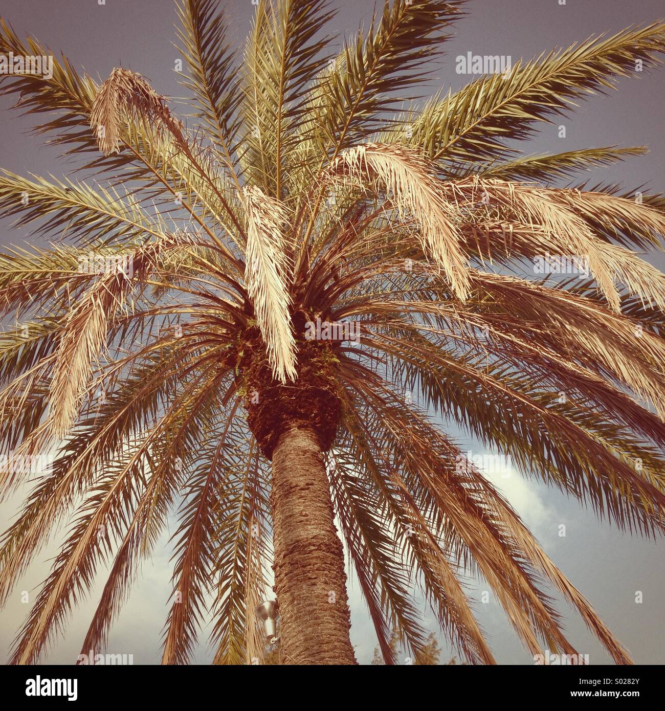 Palm tree against sky Stock Photo