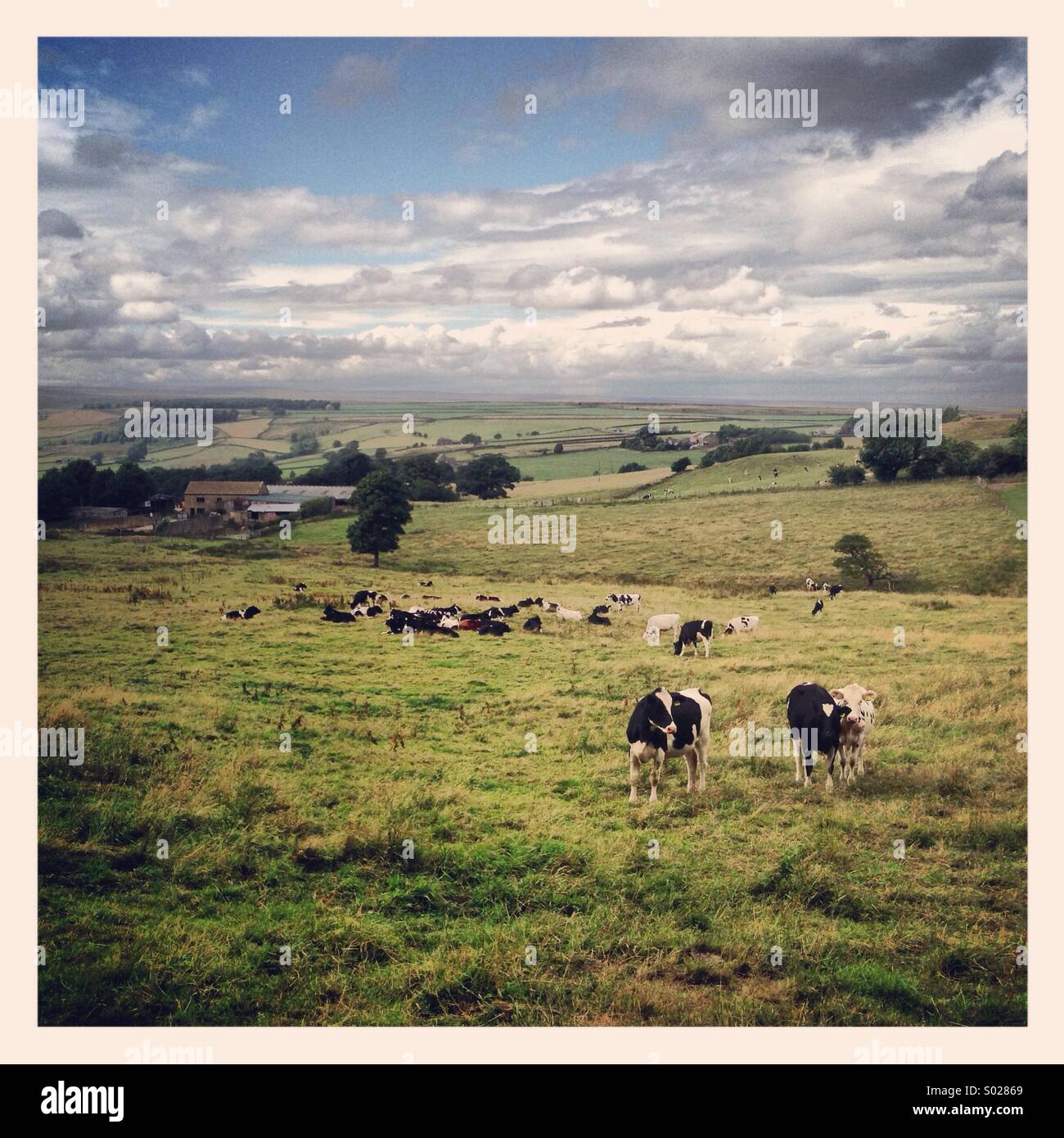 Yorkshire cows hi-res stock photography and images - Alamy