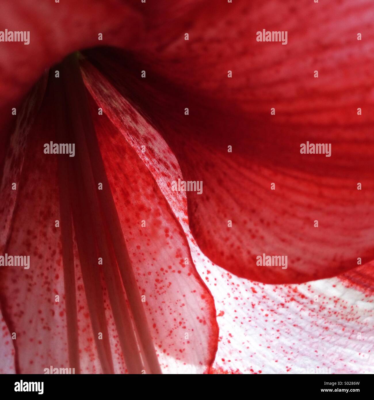 Amaryllis flower about to bloom hi-res stock photography and images - Alamy