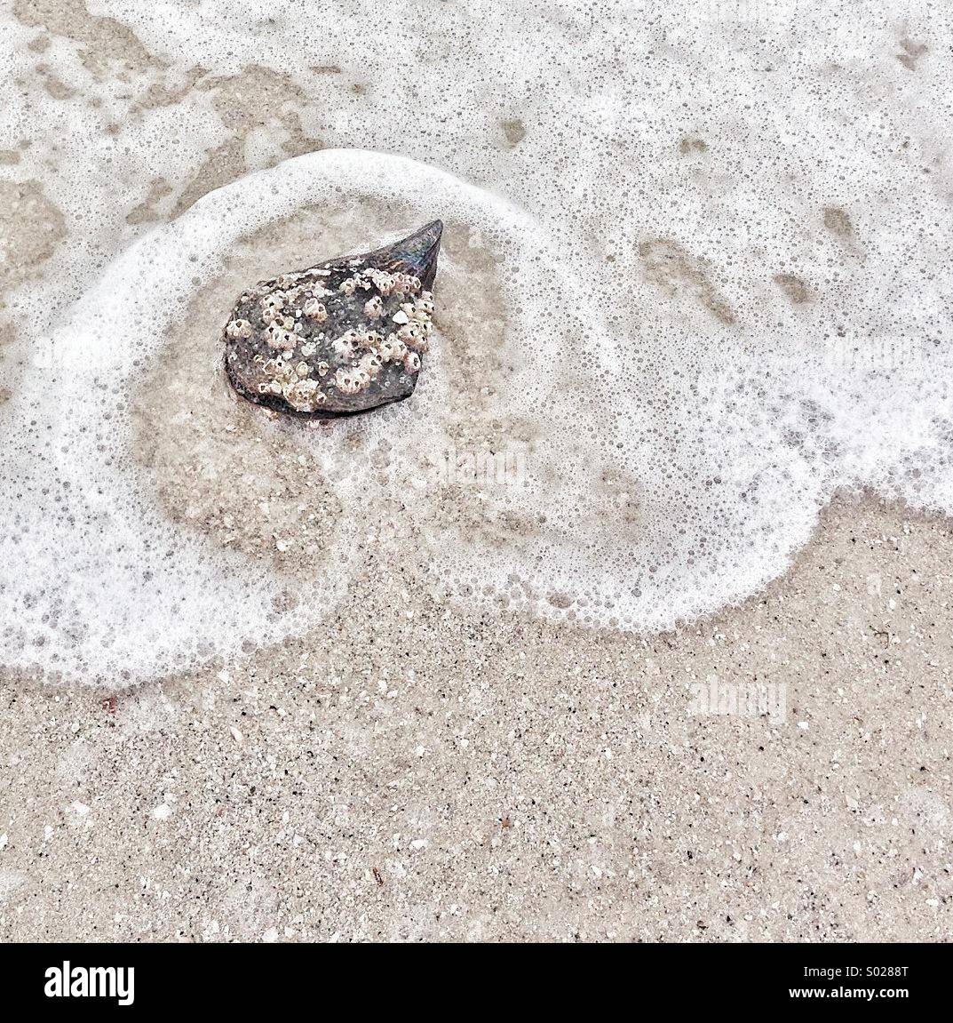 Sea shell with barnacles surrounded by sea foam and sand - Smartphone Captured Stock Image
