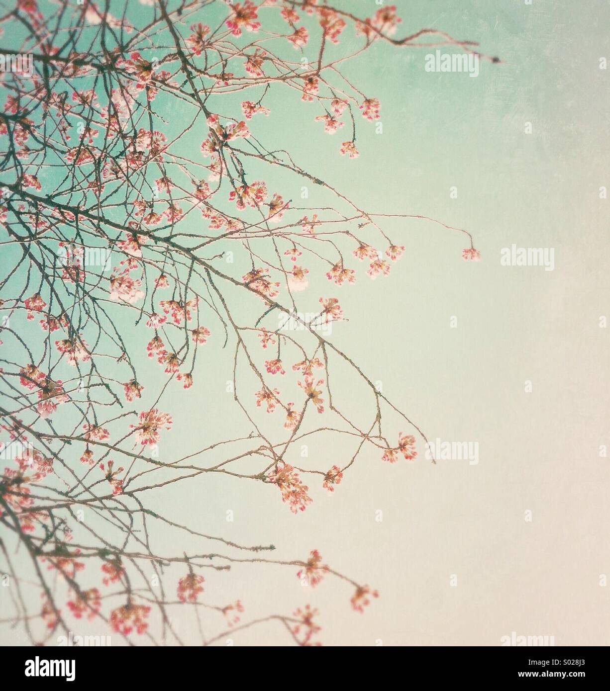 Pretty pink cherry blossoms at the beginning of Spring, Vancouver, BC, Canada. - Smartphone Captured Stock Image