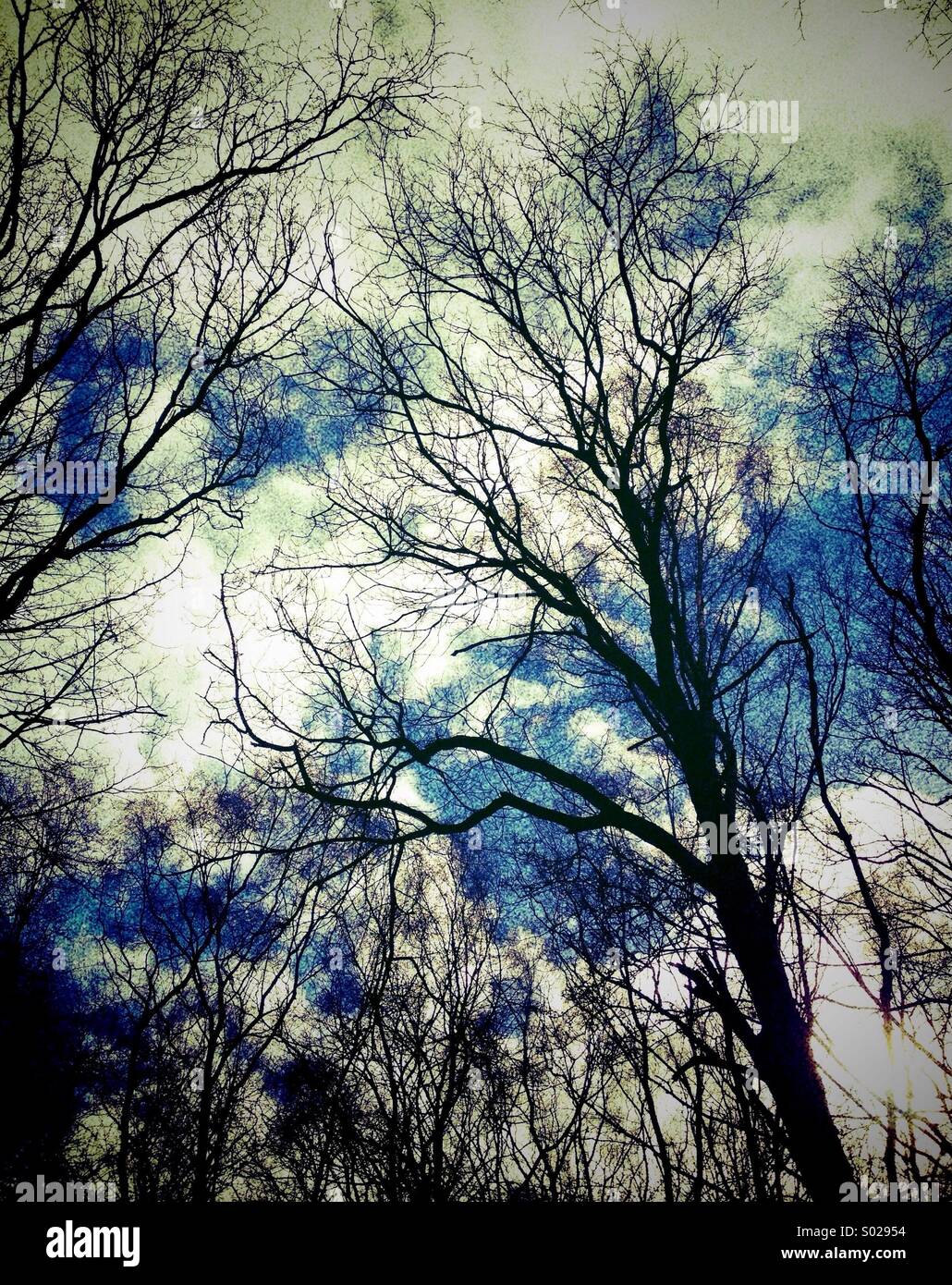 Trees in silhouette against cloudy blue sky Stock Photo - Alamy