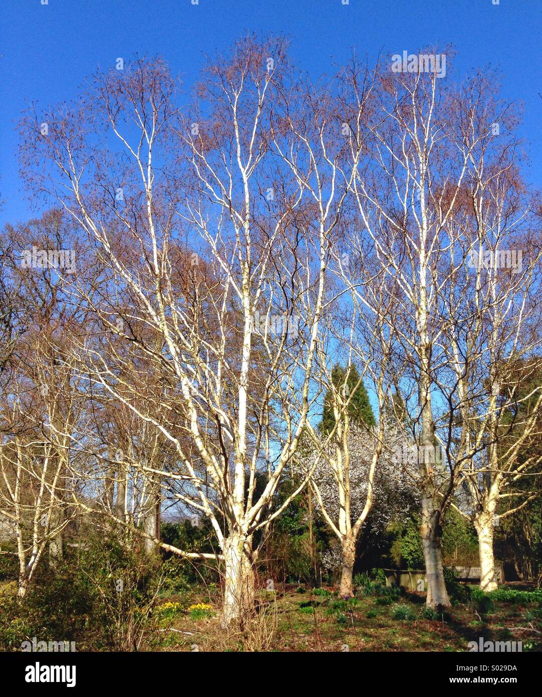 Silver Birch - Smartphone Captured Stock Image