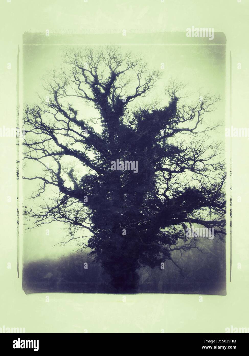 Ancient Oak Tree in The Mist Stock Photo