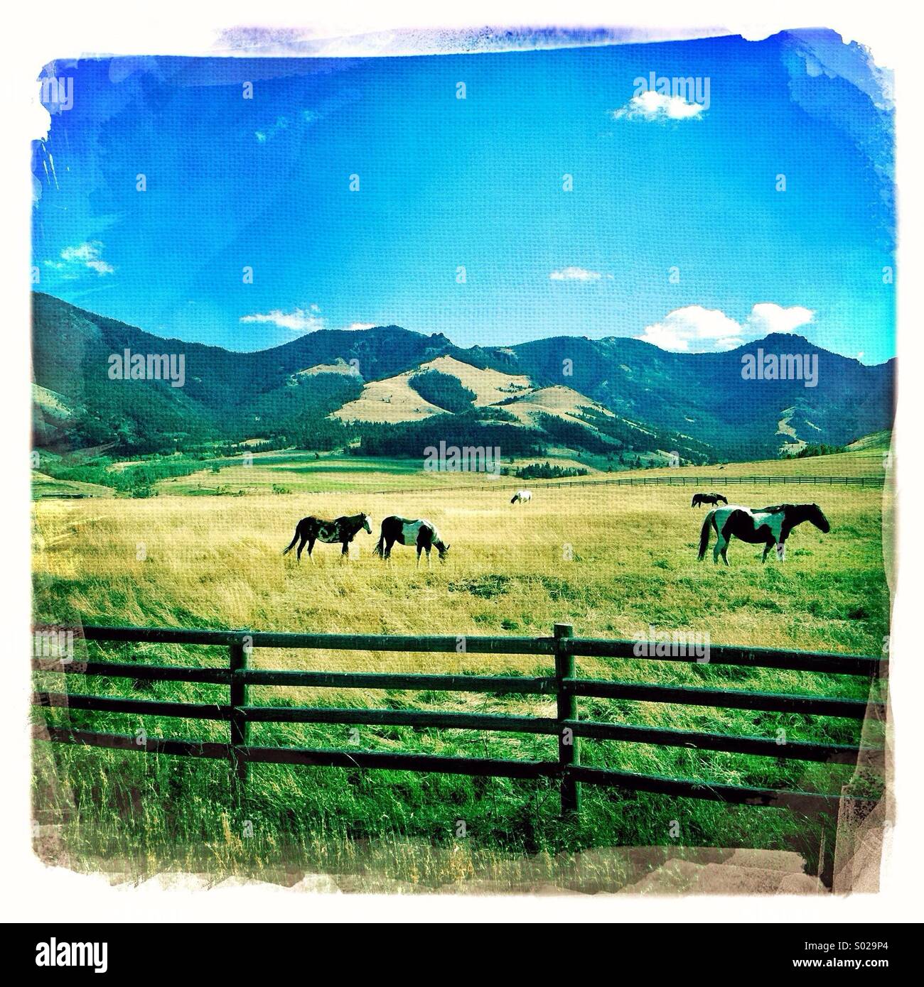 Horses graze in pasture behind a rail fence on a summer afternoon in ritual Montana - Smartphone Captured Stock Image