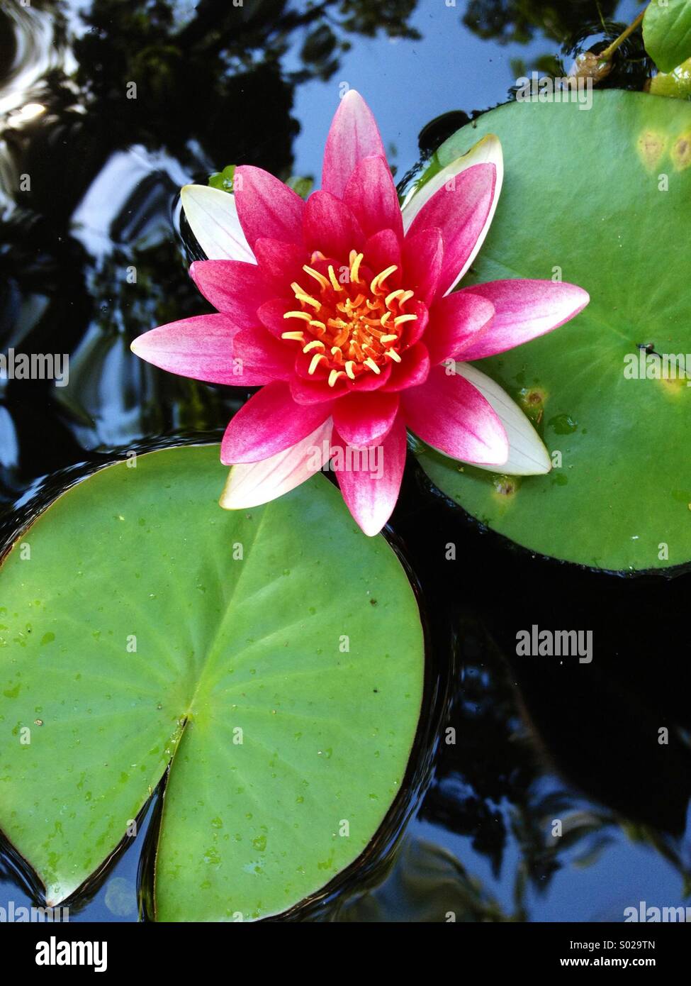 Water lily in bloom Stock Photo