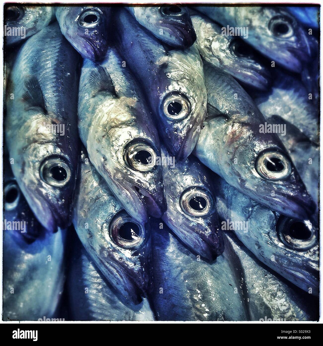 Sardines fishes close up on a market in Barcelona, Catalonia, Spain Stock Photo