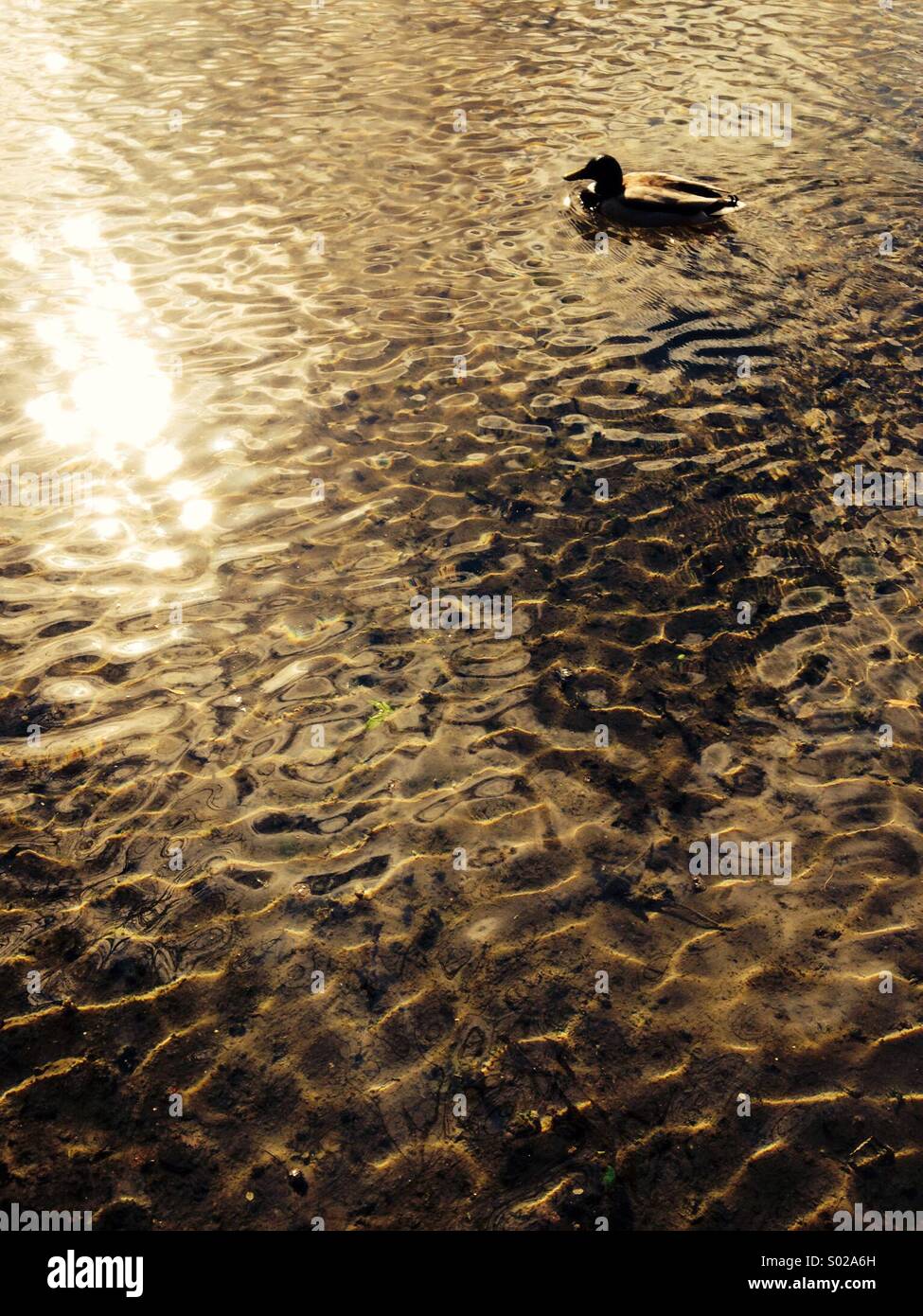 Duck - Smartphone Captured Stock Image