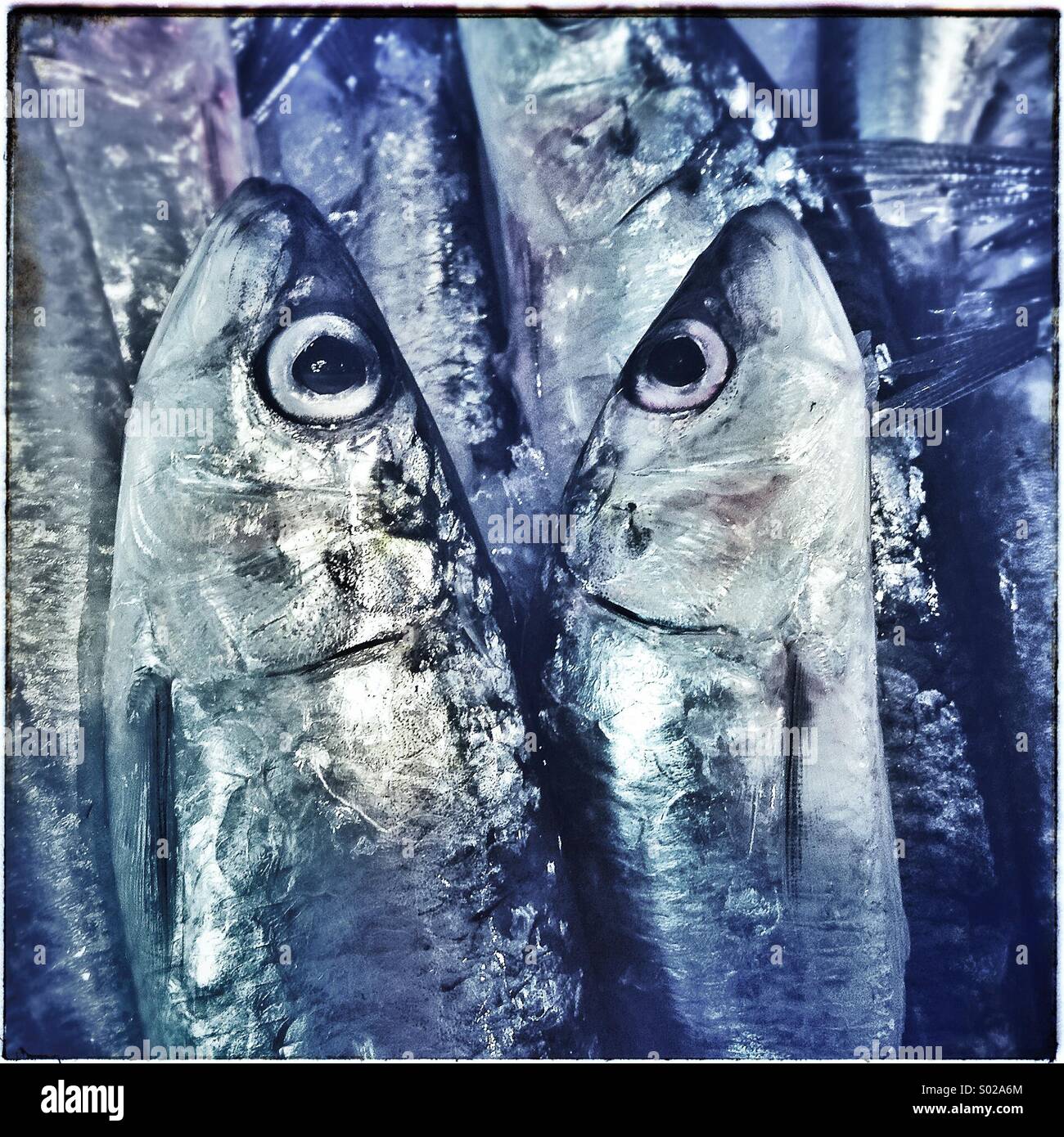 Opposite fishes. Sardines for sale in a market fish in Barcelona Stock Photo