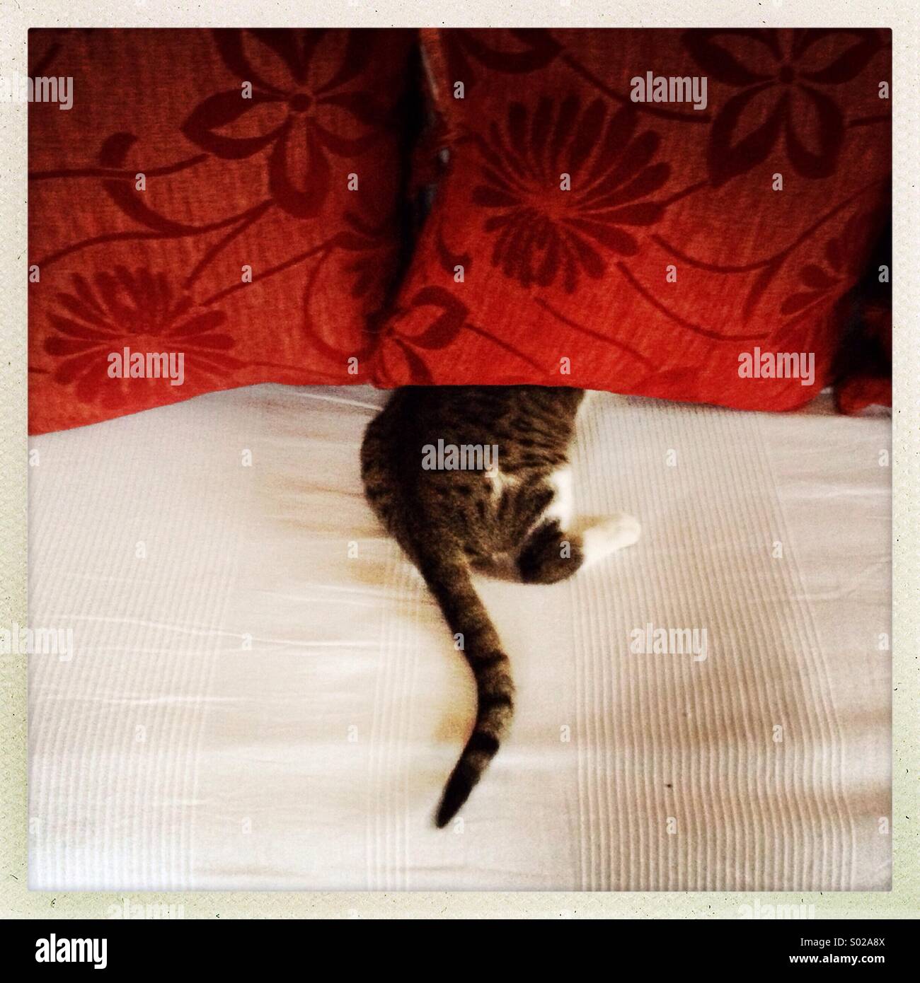 A cat is seen hiding under pillows Stock Photo Alamy