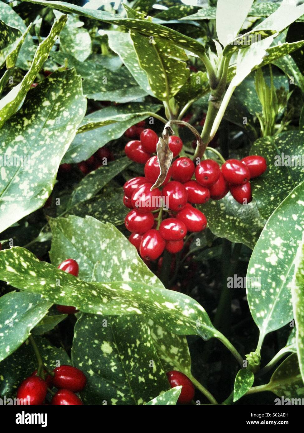 Laurel Red Berry Plant Stock Photo Alamy