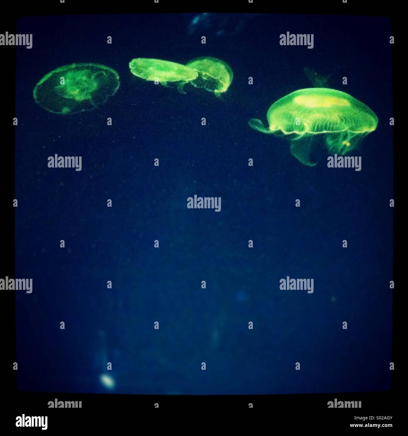 Green jellyfish - Smartphone Captured Stock Image