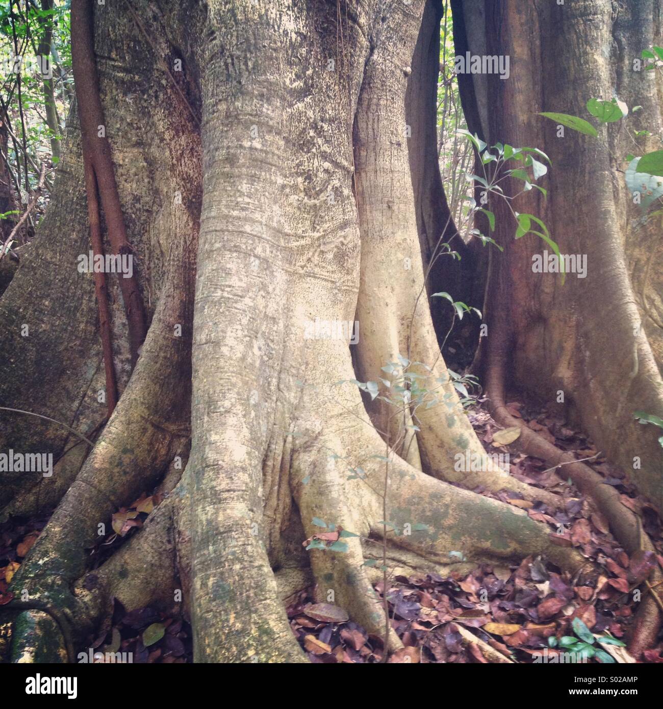 Buttressed rainforest tree, Yucatan Peninsula, Mexico Stock Photo