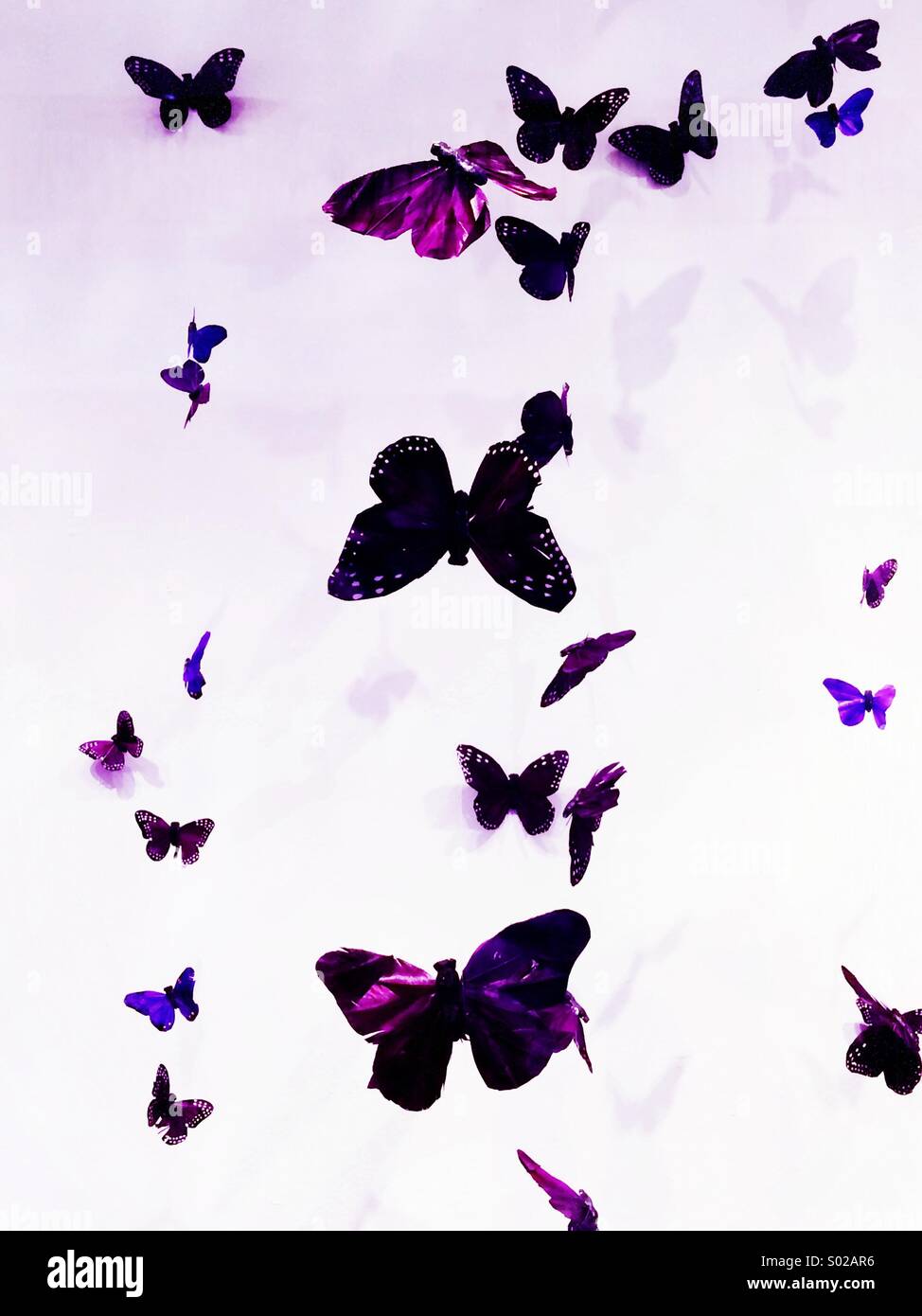 Purple Butterflies Stock Photo