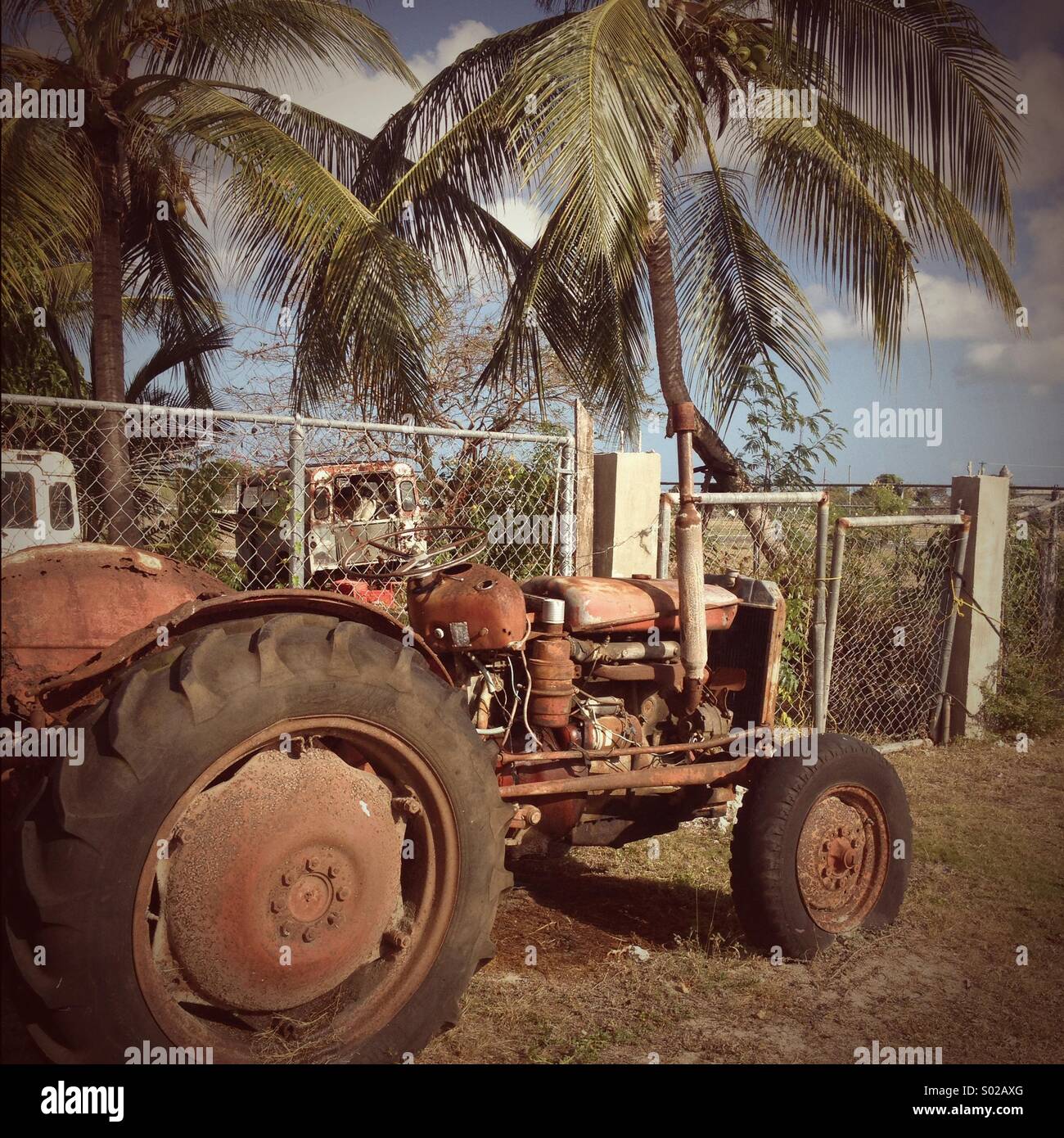 Rusty old tractor beside palm trees, in tropical Barbuda. Stock Photo