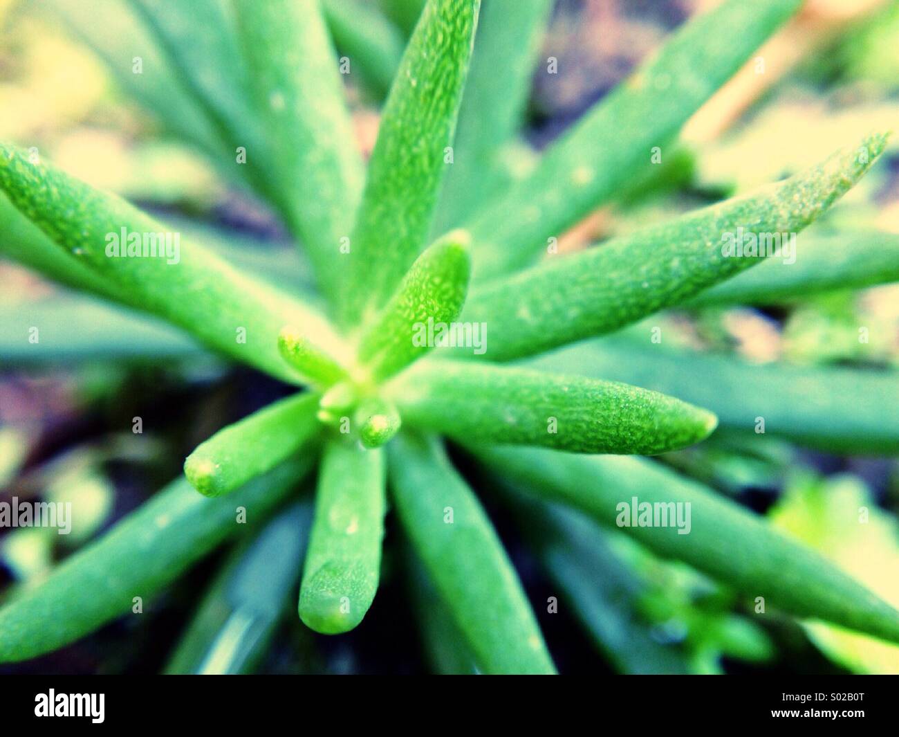 Macro of leaves hi-res stock photography and images - Alamy