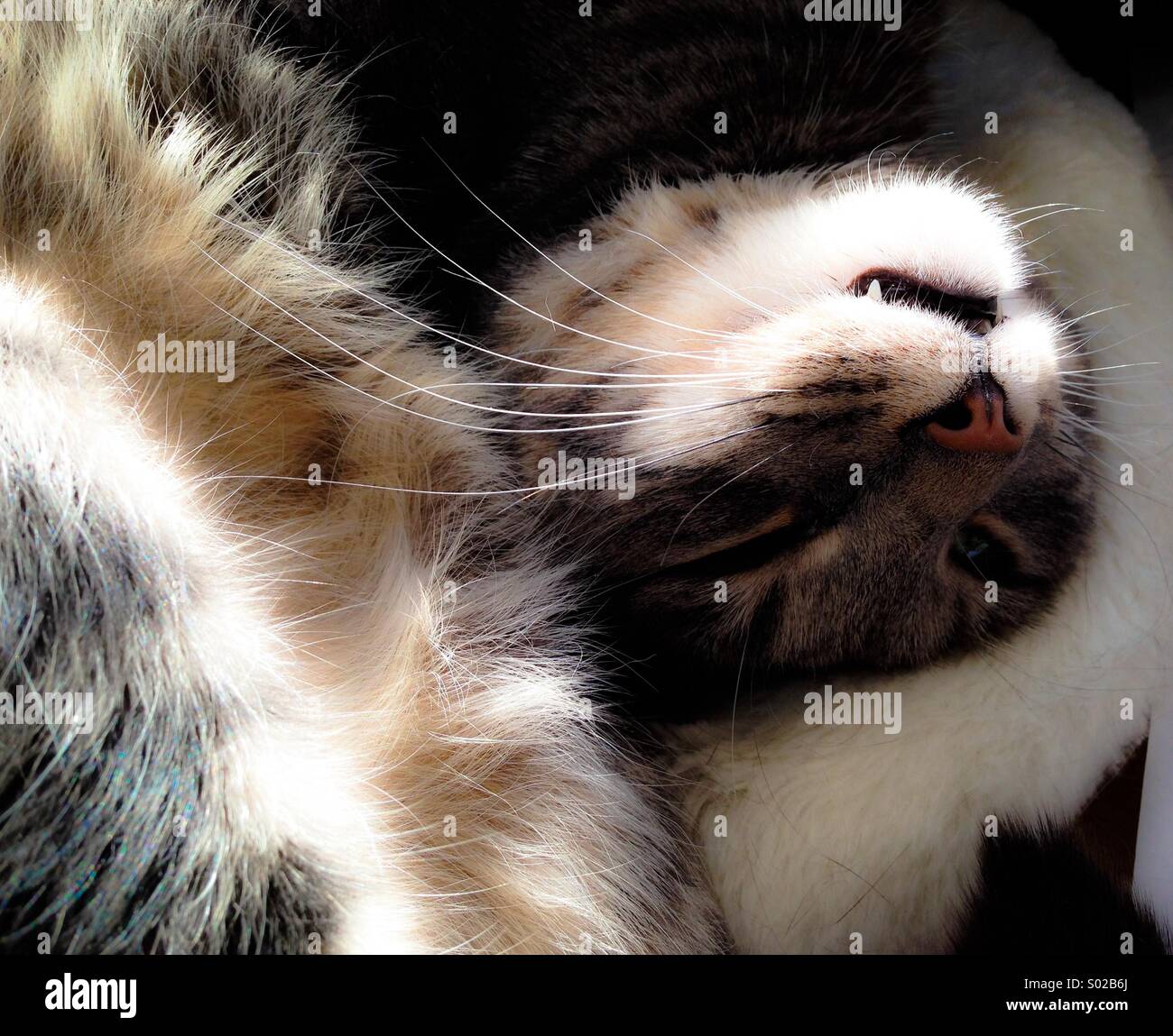 Tabby cat curled up napping Stock Photo