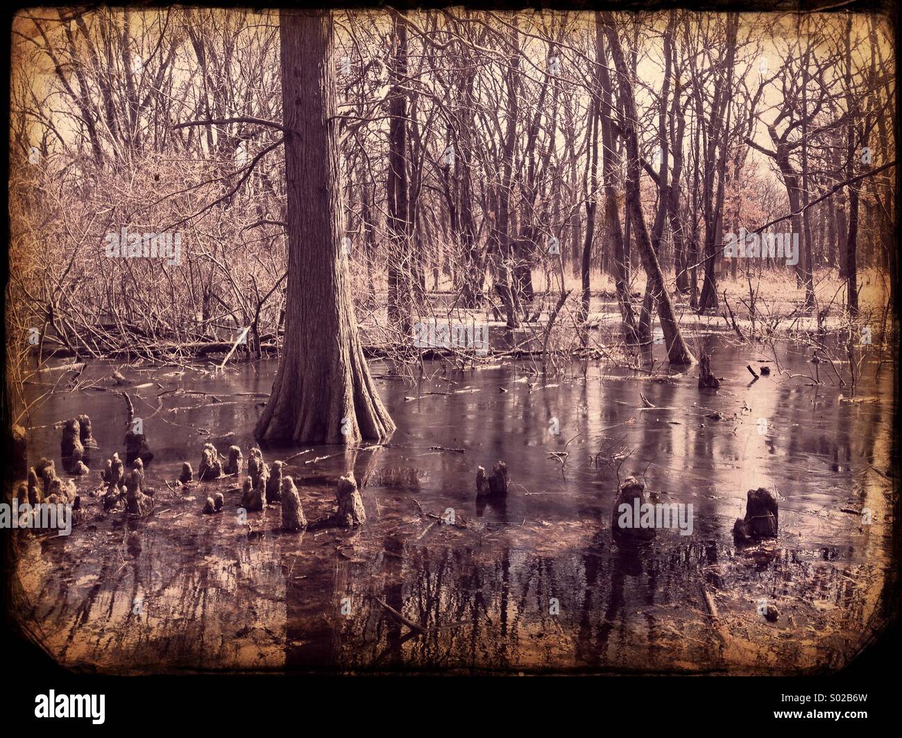 Bald cypress swamp - Smartphone Captured Stock Image