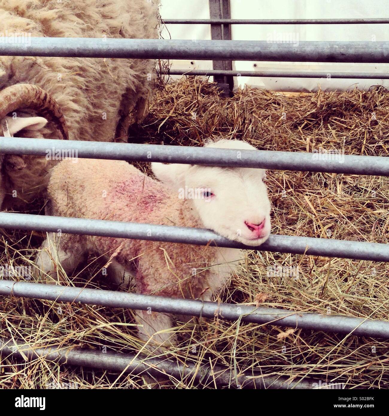 Spring lamb in a pen Stock Photo - Alamy