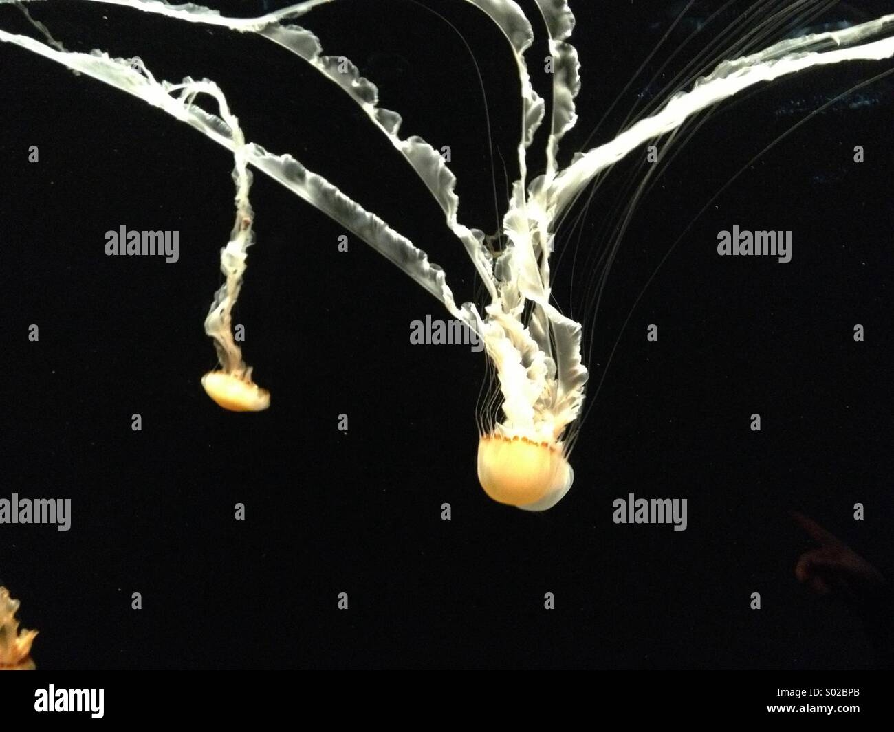 Jellyfish egg hires stock photography and images Alamy