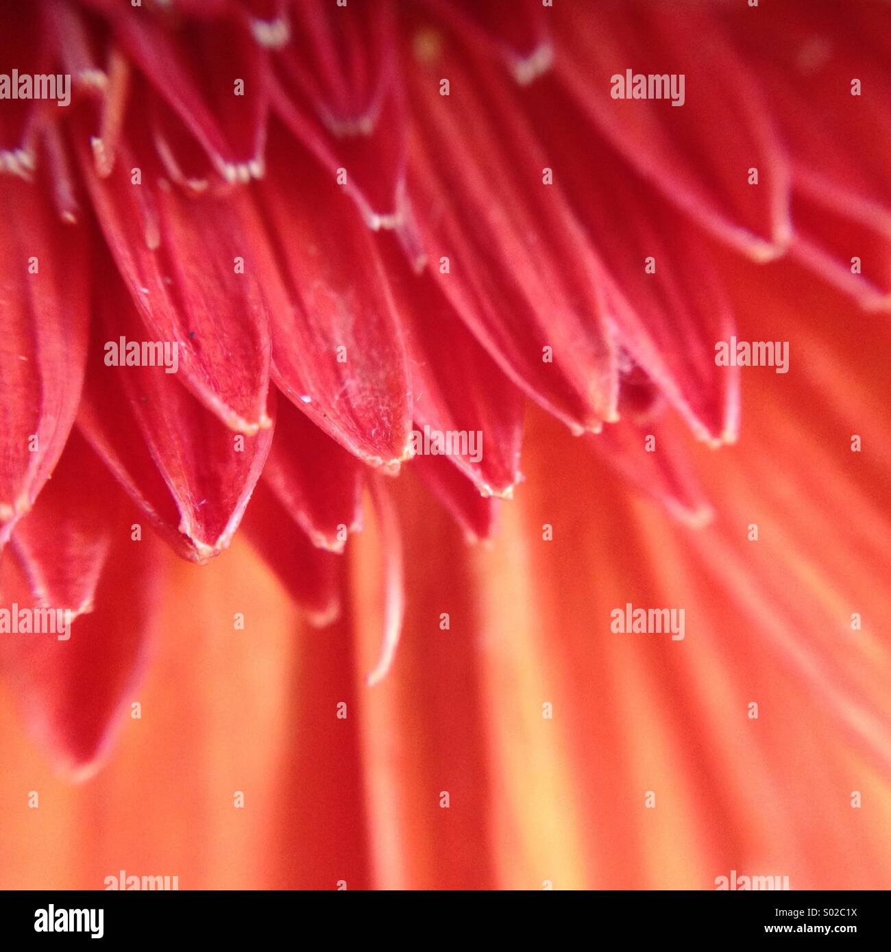 Love life Stock Photo