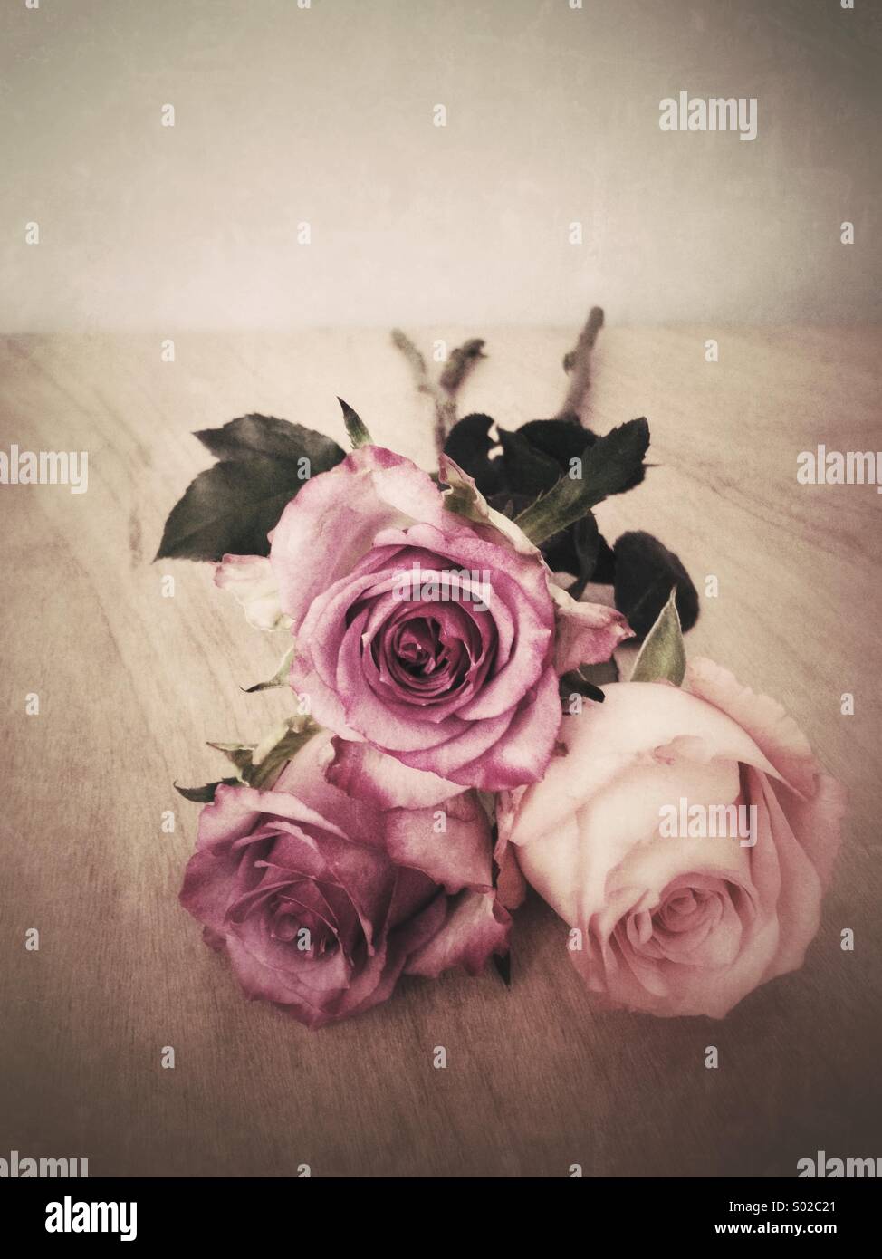 Three roses - Smartphone Captured Stock Image