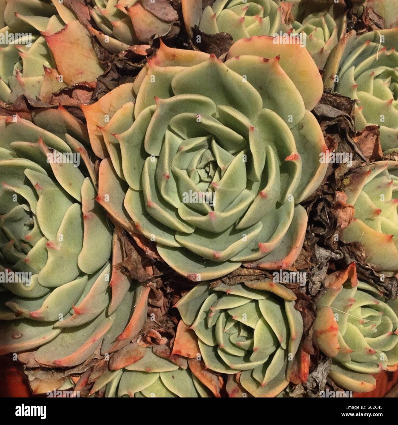 Geometric figures in a green plant in Villaluenga del Rosario, Sierra de Grazalema, Cadiz , Andalusia, Spain - Smartphone Captured Stock Image