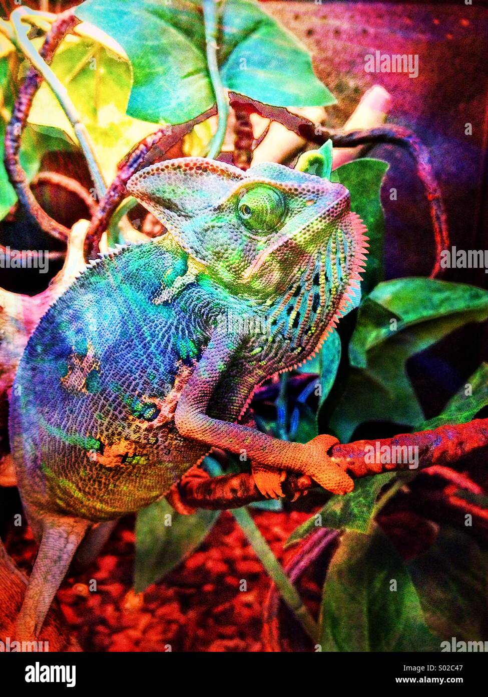 Chameleon with a colorful pattern effect Stock Photo