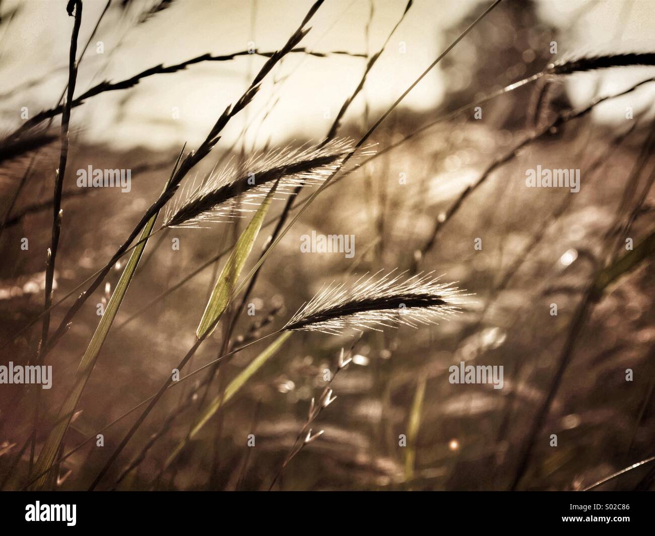 Summer grasses backlit by low sun - Smartphone Captured Stock Image