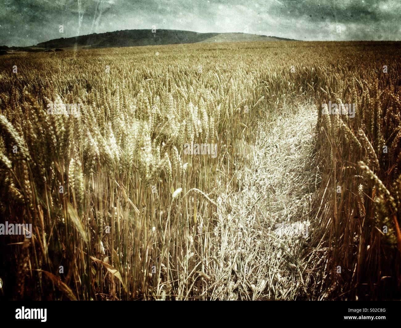 Path through a ripe field - Smartphone Captured Stock Image