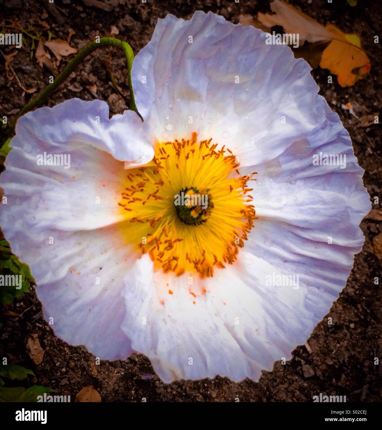 White flower - Smartphone Captured Stock Image