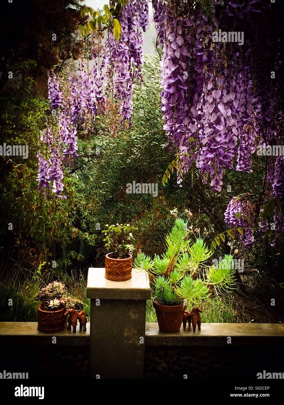 Wisteria - Smartphone Captured Stock Image