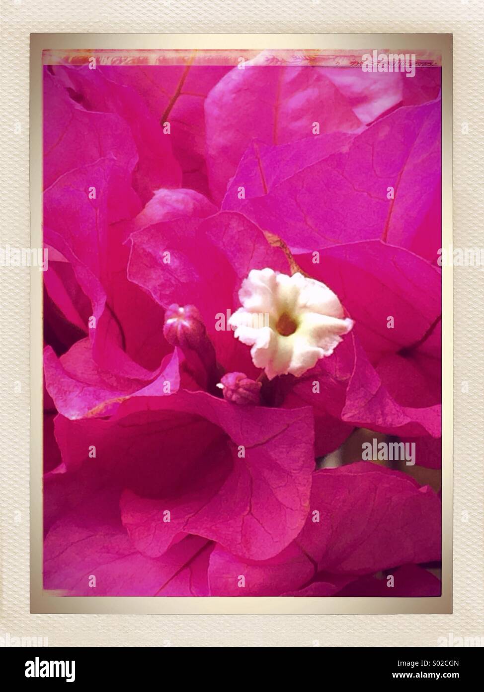 Bougainvillea Flowering Native South American Plant Stock Photo