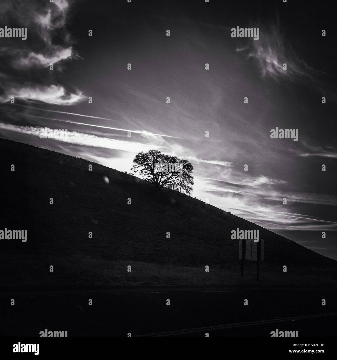 Tree on hill - Smartphone Captured Stock Image