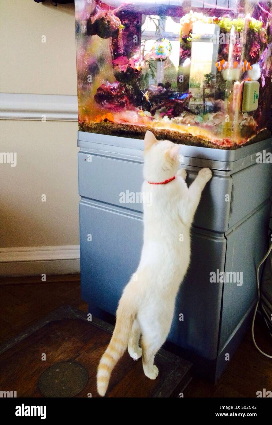 Kitten and fish tank Stock Photo