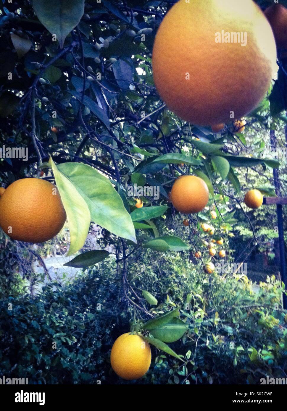 Valencia oranges hires stock photography and images Alamy