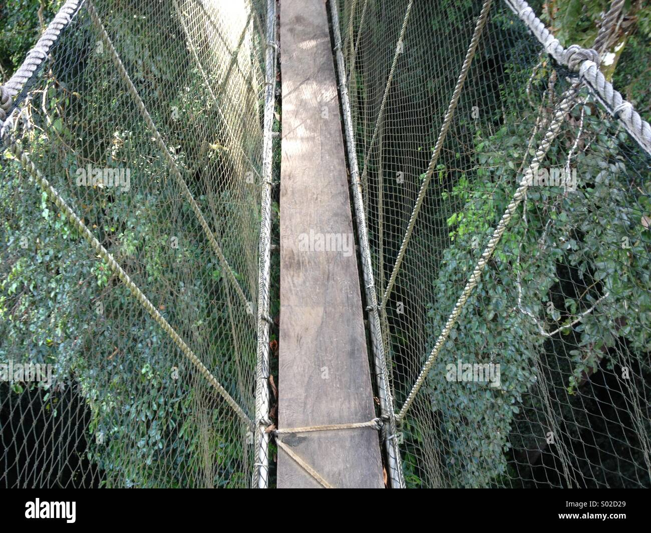 Rope Swing Bridge Borneo Rain Forest Stock Photo 309840785