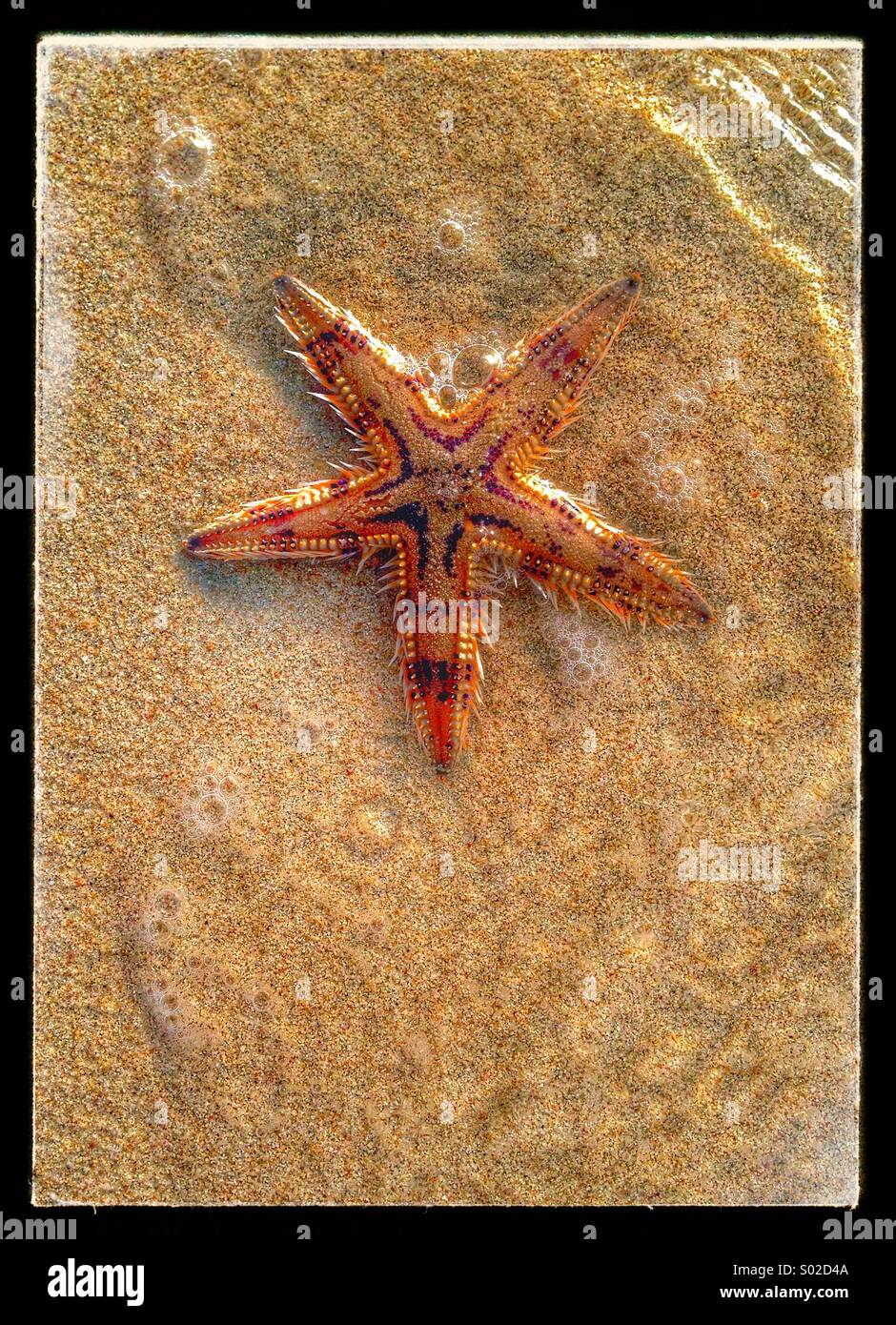 Starfish in the Arabian Gulf Stock Photo