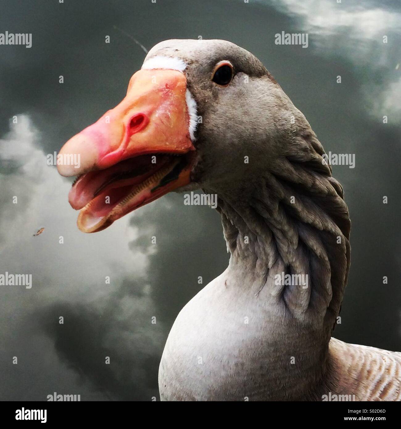 Angry goose. Stock Photo