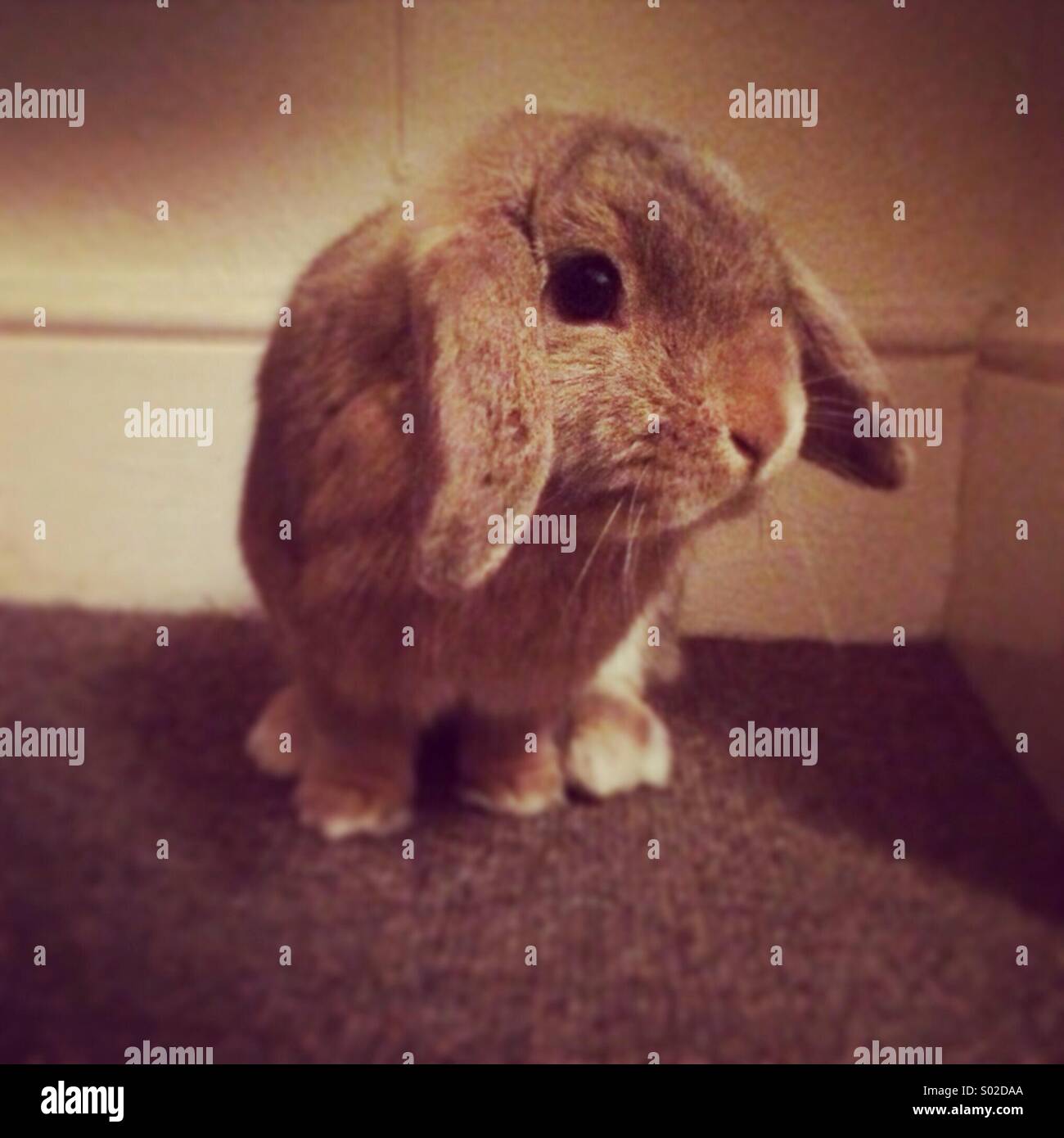 Fawn mini lop rabbit Stock Photo