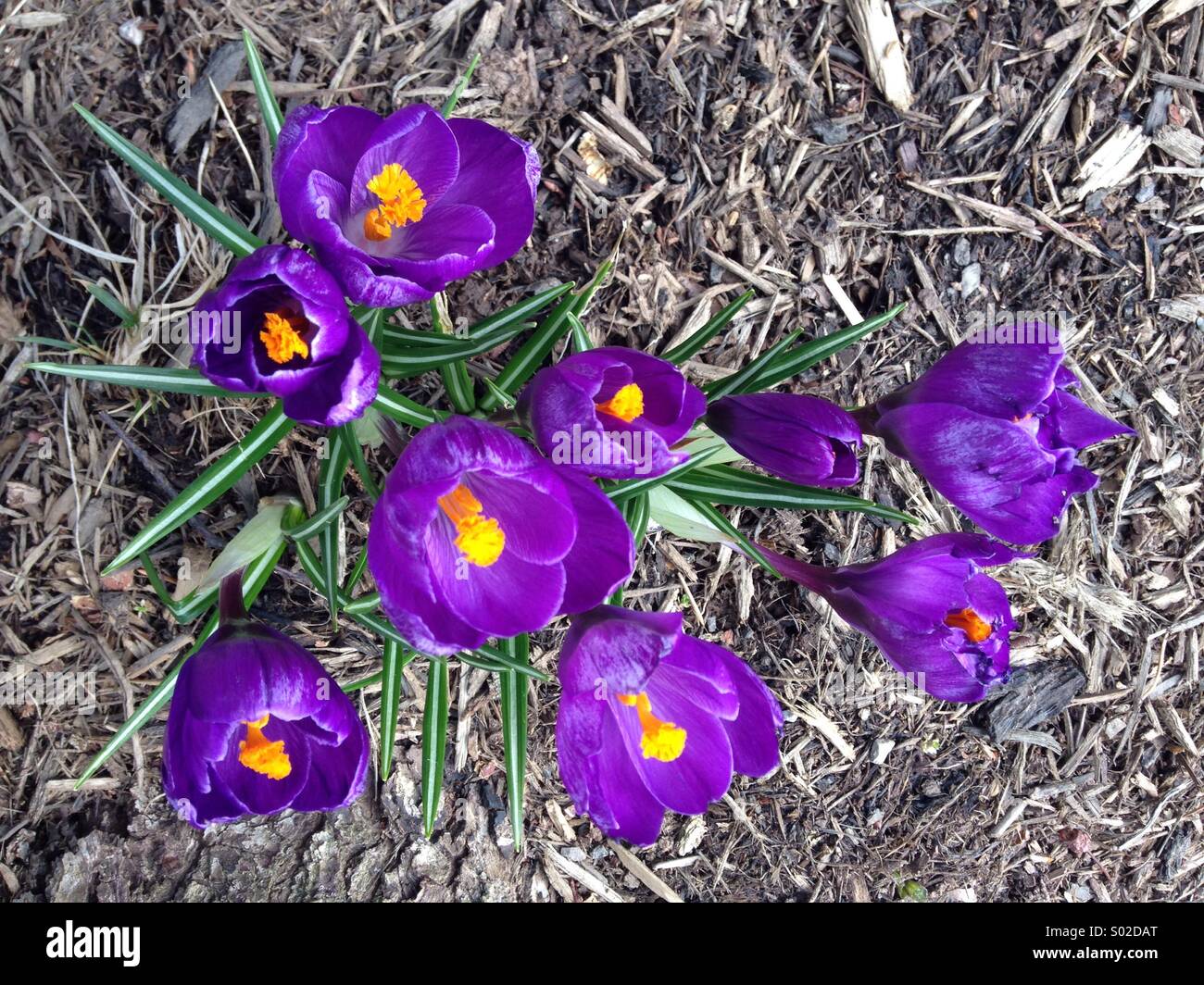 Purple crocus sign of spring hi-res stock photography and images - Alamy