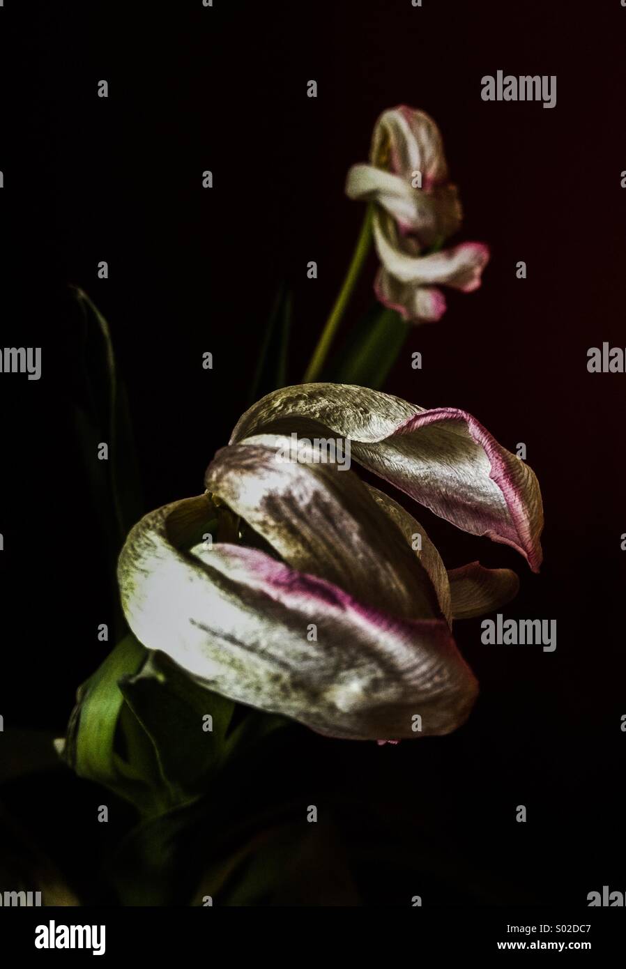 Wilting tulips hires stock photography and images Alamy