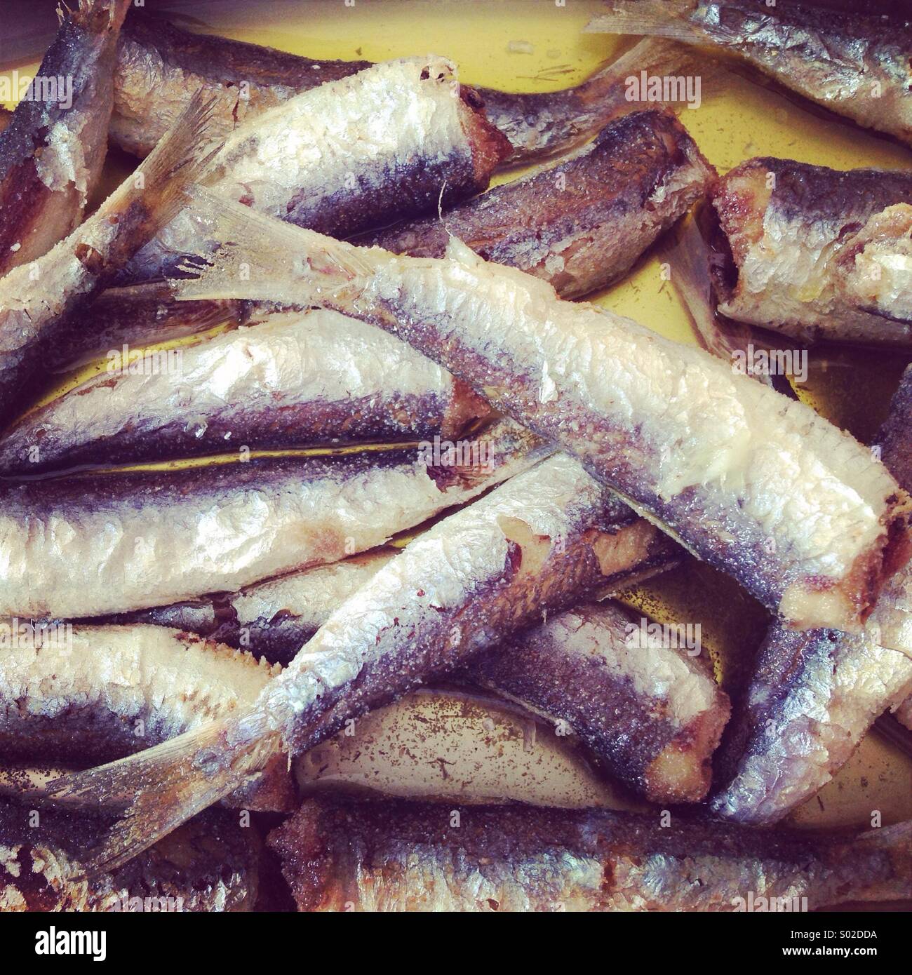 Sardines in oil close up Stock Photo Alamy