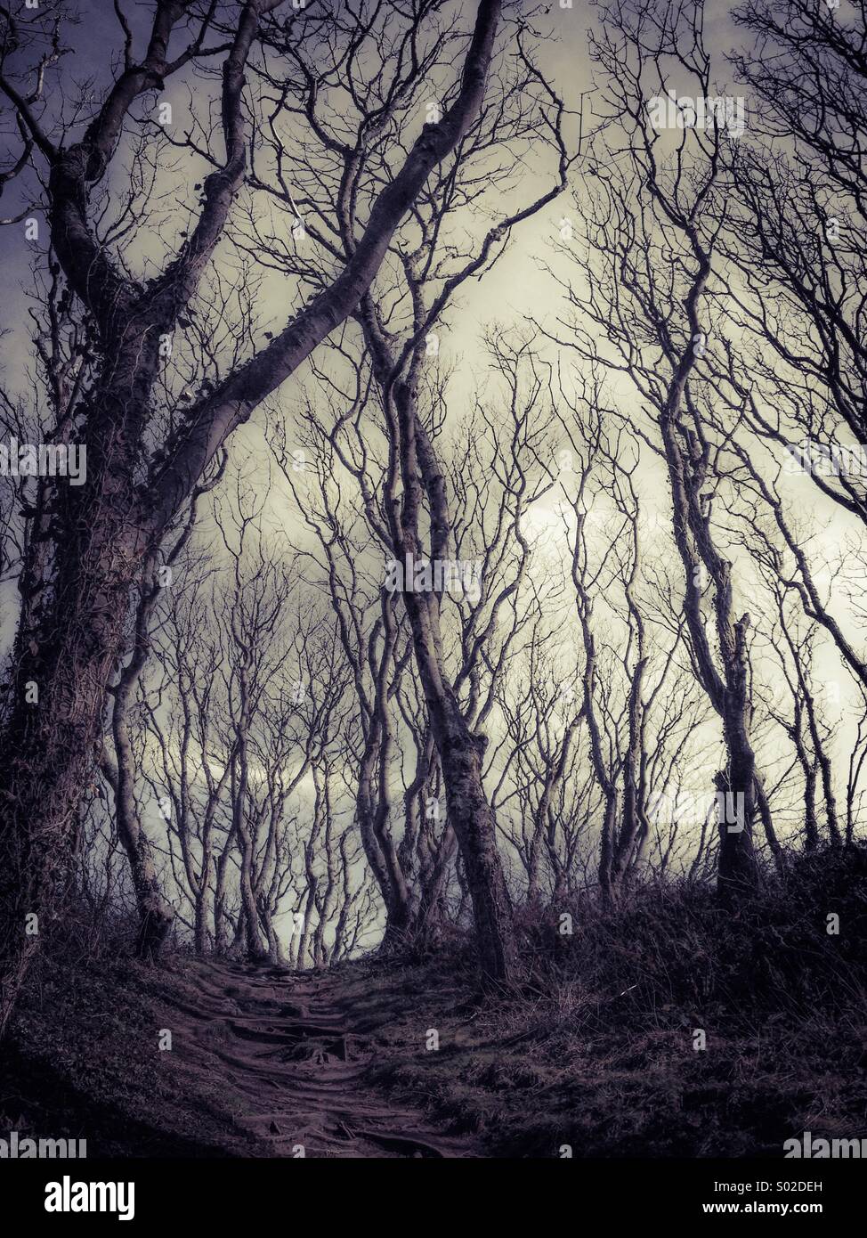 Spooky woodland trail hi-res stock photography and images - Alamy