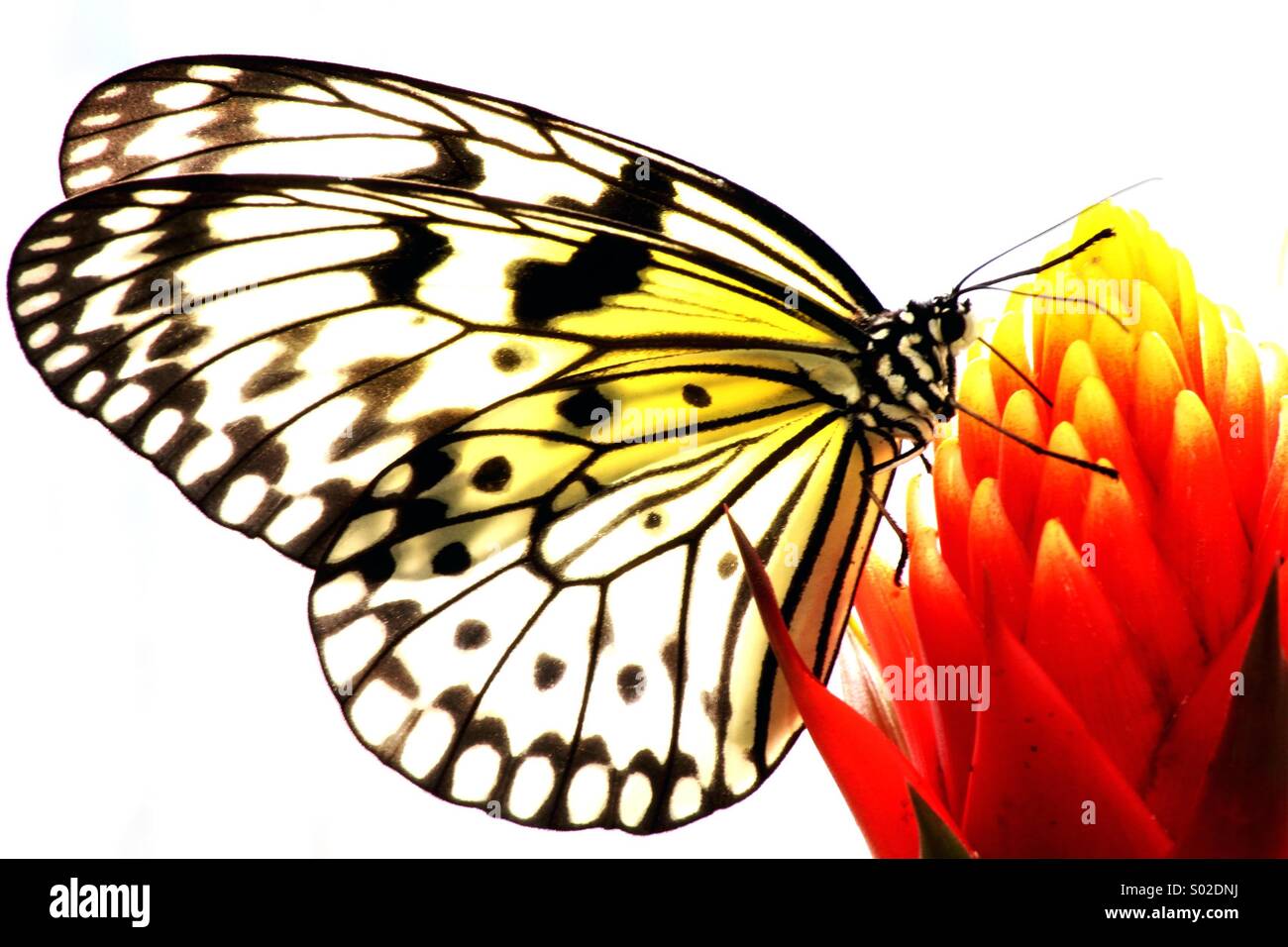 Exotic Butterfly drinking nectar Stock Photo Alamy