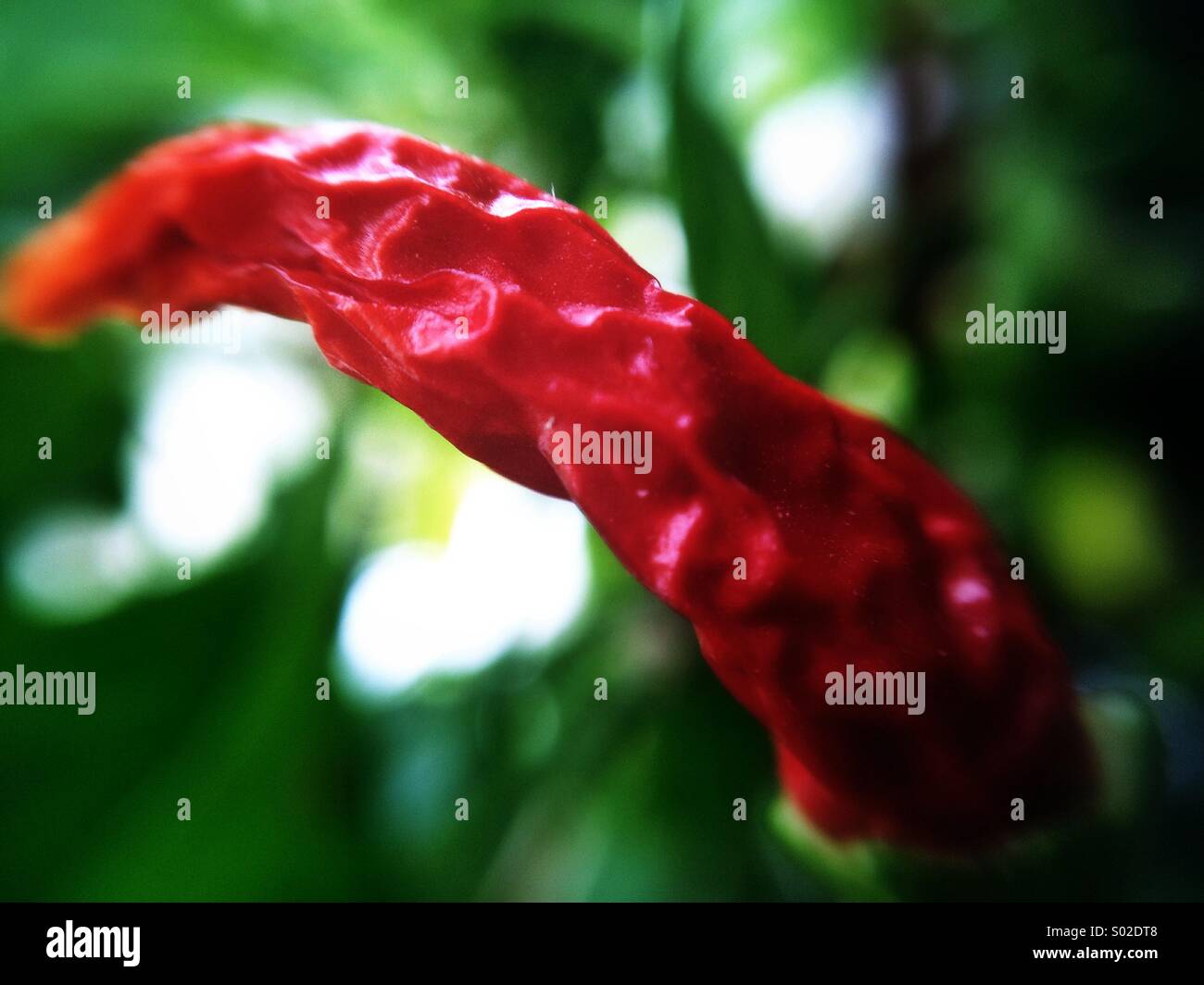 Red chili plant, close up Stock Photo
