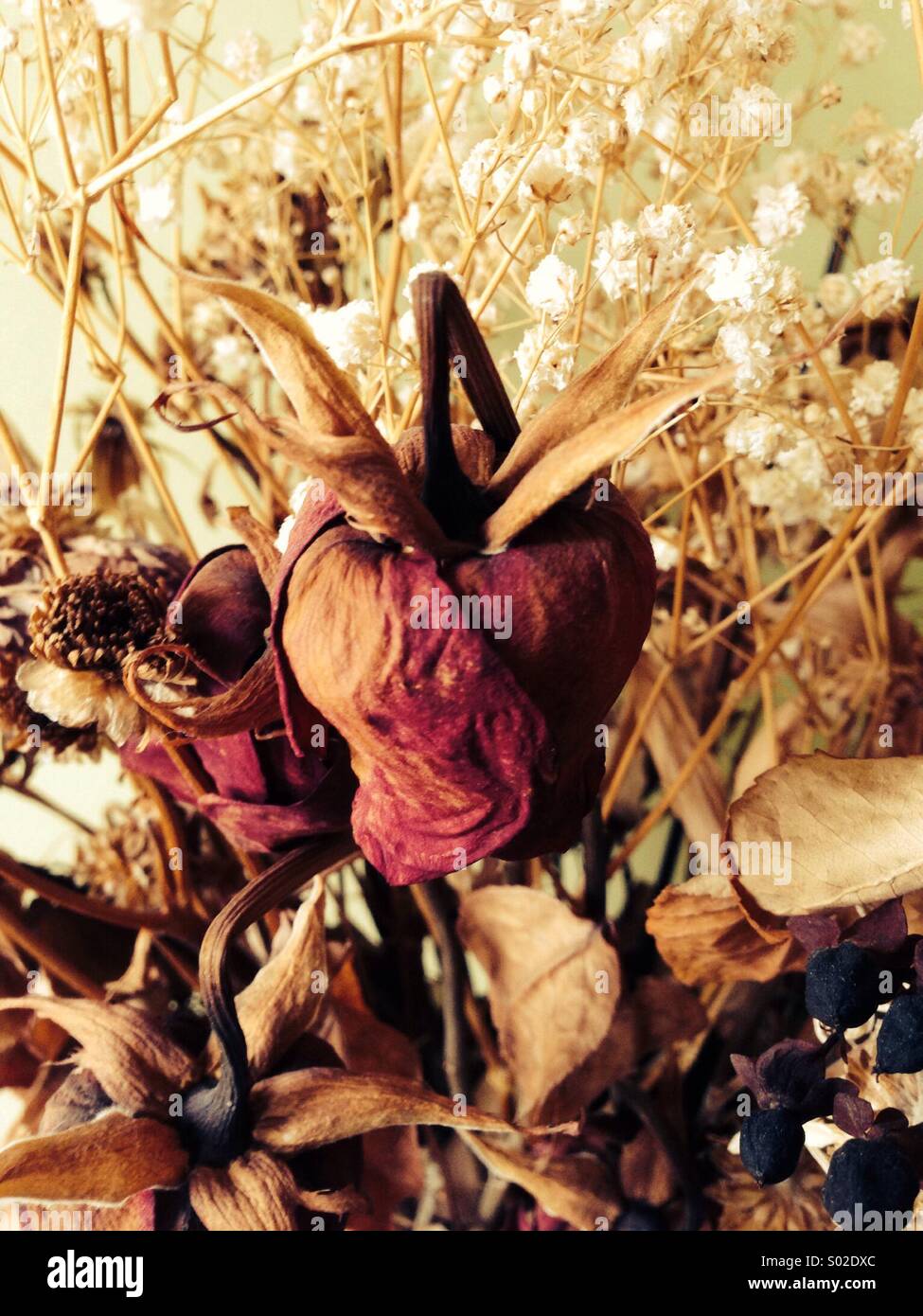 Dried rose flowers hi-res stock photography and images - Alamy
